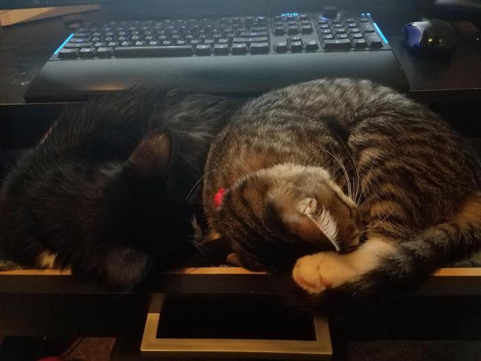 They Fell Asleep in the Cat-Drawer, 2018