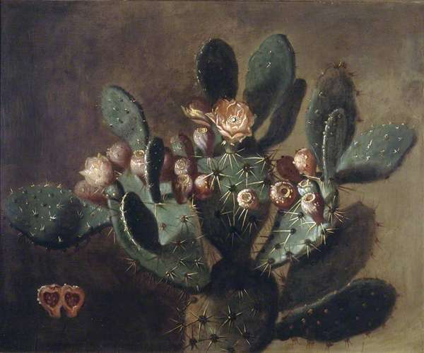 Unbekannter Künstler, Prickly Pear, Opuntia spec., Öl auf Leinwand, 63 cm x 76 cm