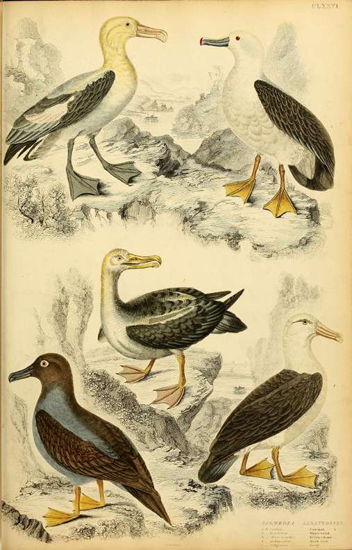 Albatrosse, Edinburgh journal of natural history and of the physical sciences